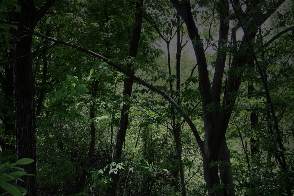 薄暗い森のイメージ画像