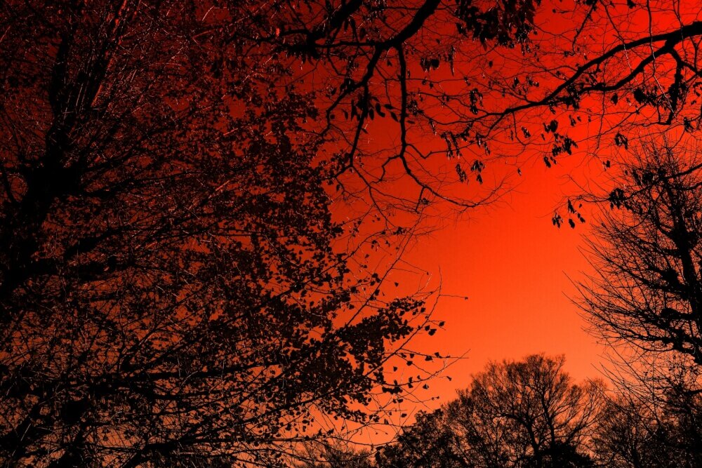 夕焼けの空と樹木のイメージ