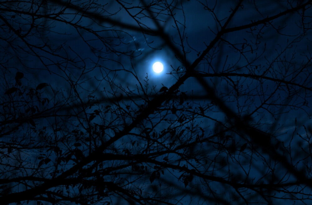 枯れ木と月の光のイメージ画像