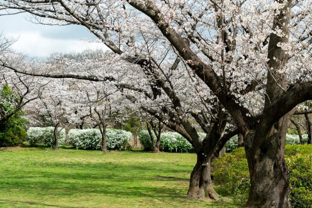 秋ヶ瀬公園と桜の木の写真