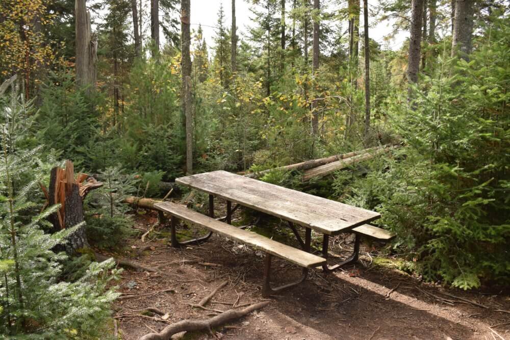 森の中にあるベンチの写真