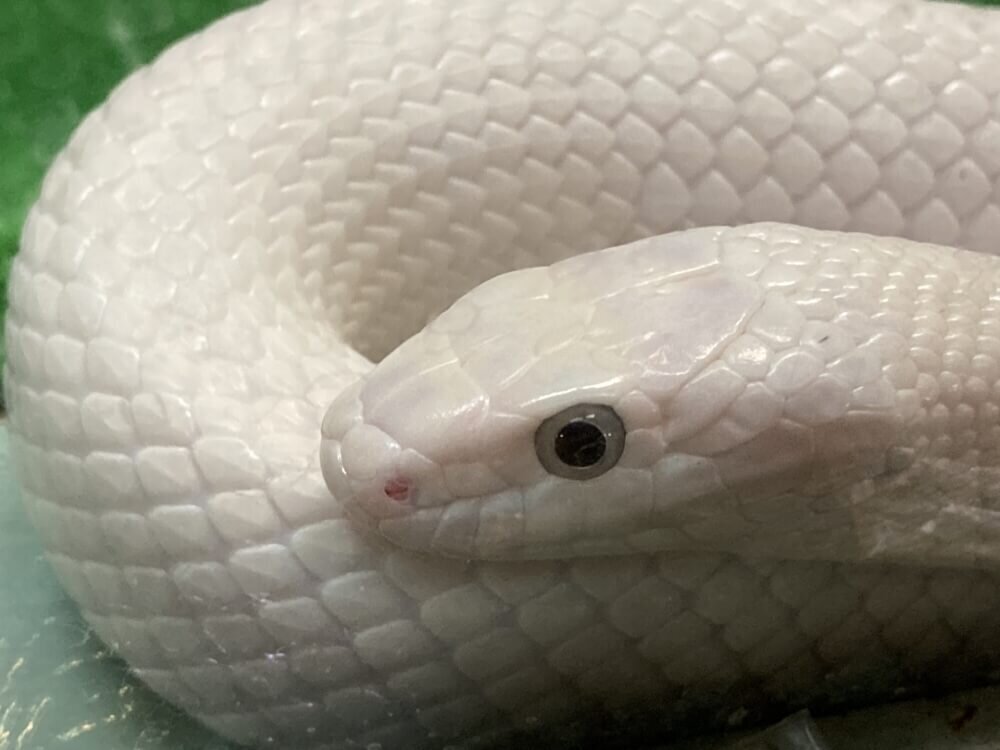 白蛇の写真